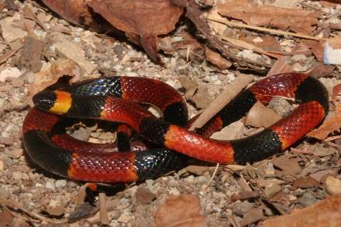 Eastern coral snake (Micrurus fulvius; regional variant) — photo credit: Richard Bartlett